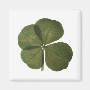 St Patrick Real 4 Leaf Clover Get Lucky Magnet