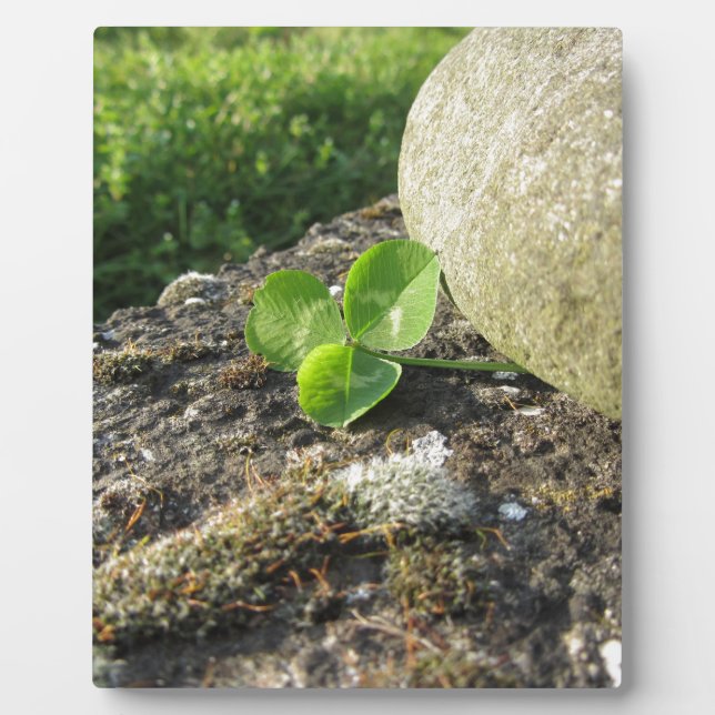 St. Patrick's Day background with clover by stone Plaque (Front)