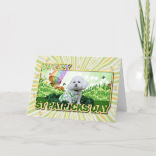 St Patrick's Day - Bichon Frise - Mia Card