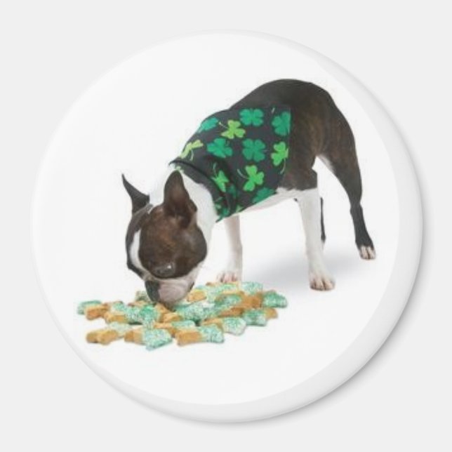 St. Patrick's Day Boston Terrier Magnet (Front)