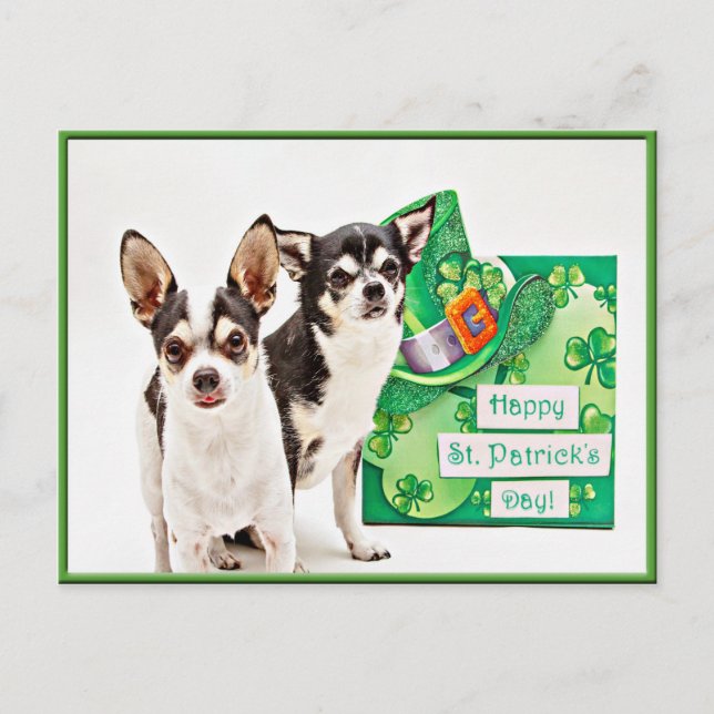 St. Patrick's Day Chihuahua's Postcard (Front)
