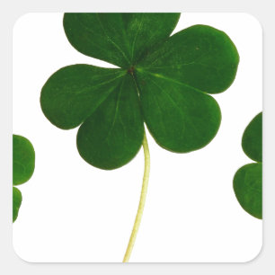 st patricks day clover shamrock square sticker