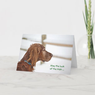 St. Patrick's Day Irish Setter Card