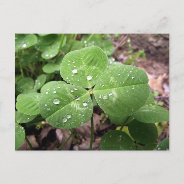 St Patrick's Day Shamrock Postcard (Front)