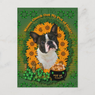St Patricks - Pot of Gold - Boston Terrier Postcard