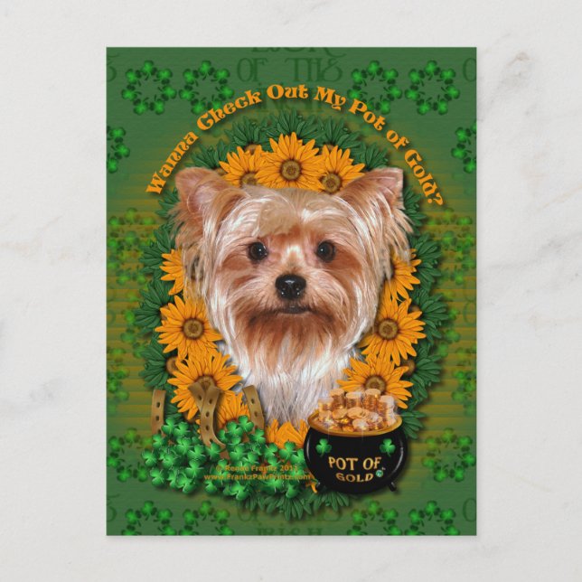 St Patricks - Pot of Gold - Yorkshire Terrier Postcard (Front)