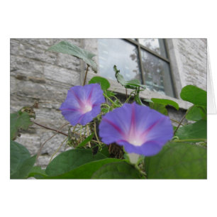 St. Paul's morning glory with window