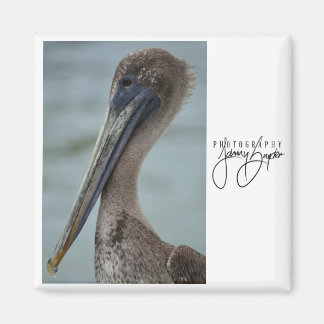 St. Pete Pelican 2x2 Magnet