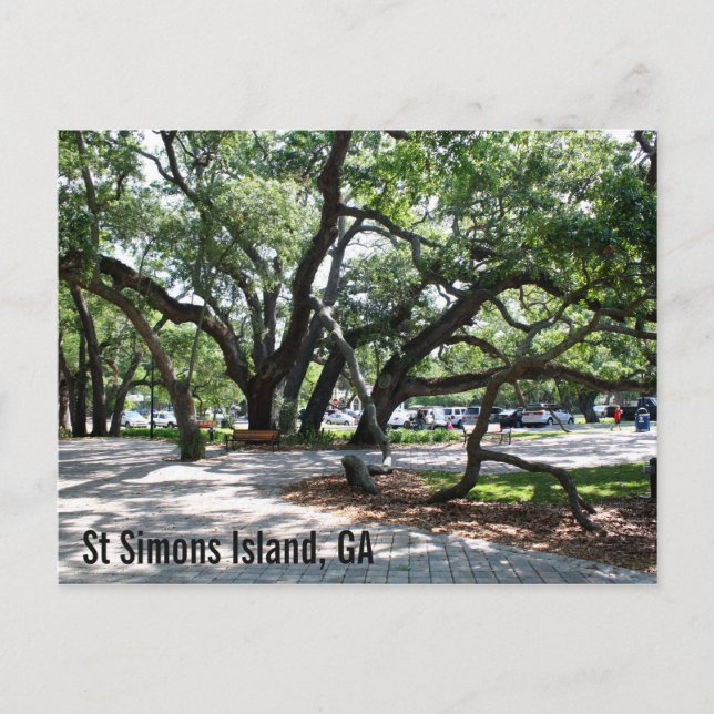 St Simons GA Wandering Oak Postcard (Front)