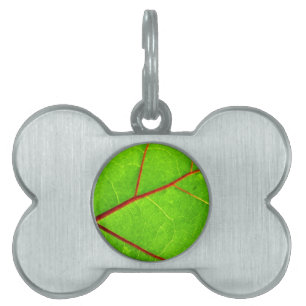 St. Thomas 1 Pet Name Tag
