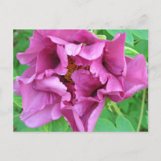 Stacey's Floral Design's Postcard