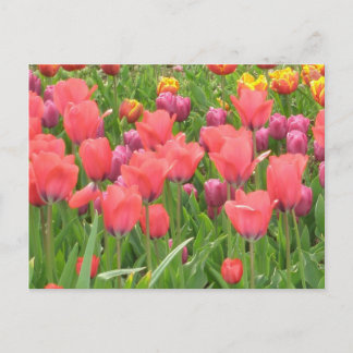 Stacey's Floral Design's Postcard