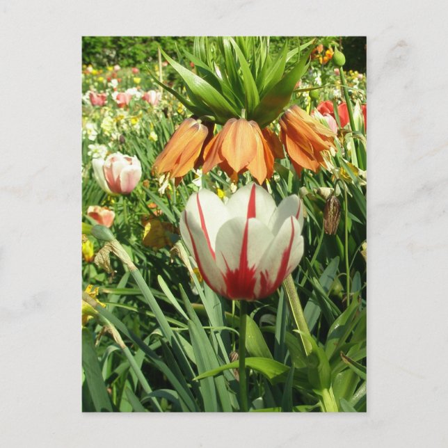 Stacey's Floral Design's Postcard (Front)