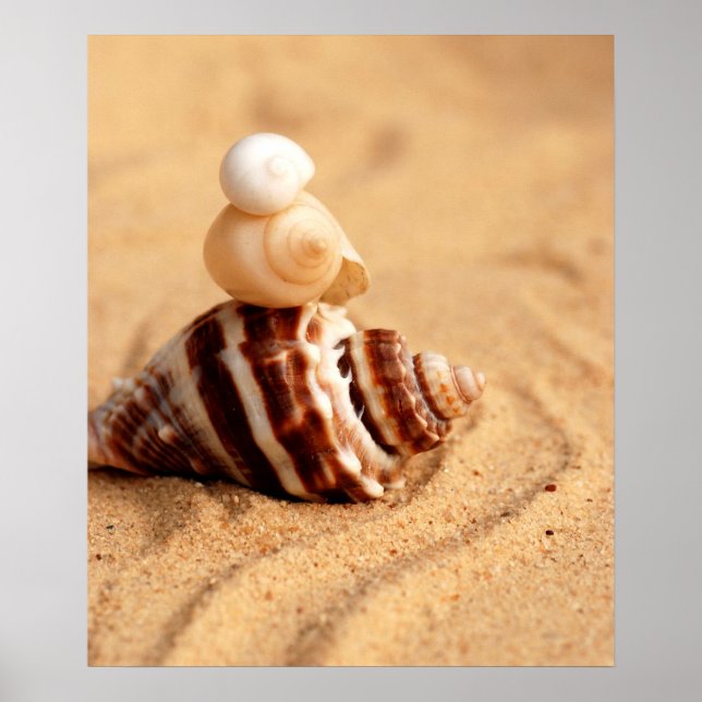 Stack of Pretty Conch Shells Poster (Front)