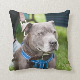 Staffie Throw Cushion