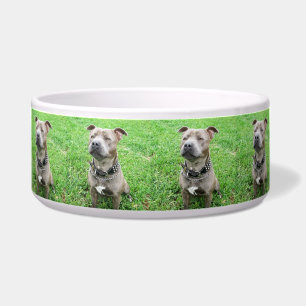 Staffordshire Bull Terrier At Attention,