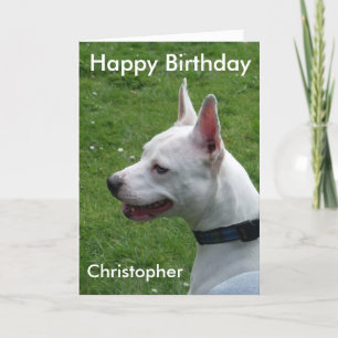 Staffordshire Bull Terrier Happy Birthday Card