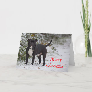 Staffordshire Bull Terrier Holiday Card