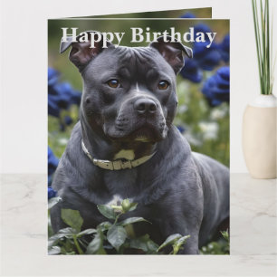Staffordshire Bull Terrier In Blue Rose Garden,  Card