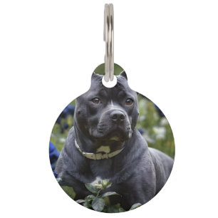 Staffordshire Bull Terrier In Blue Rose Garden, Pet Tag