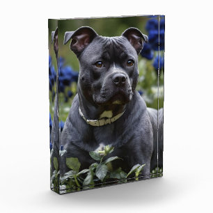 Staffordshire Bull Terrier In Blue Rose Garden,  Photo Block