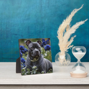 Staffordshire Bull Terrier In Blue Rose Garden,  Plaque
