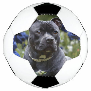 Staffordshire Bull Terrier In Blue Rose Garden, Soccer Ball