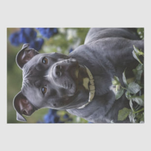 Staffordshire Bull Terrier In Blue Rose Garden, Tissue Paper