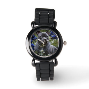 Staffordshire Bull Terrier In Blue Rose Garden, Watch