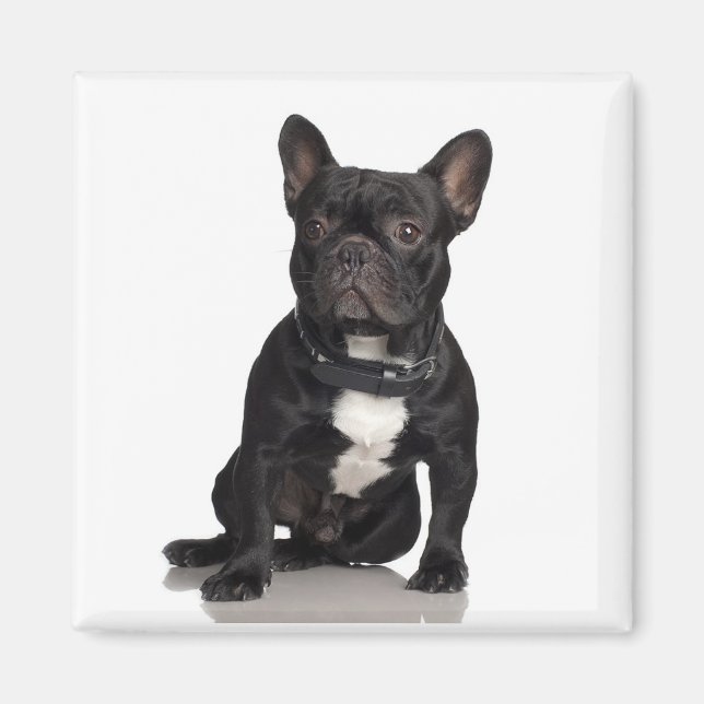 Staffordshire Bull Terrier Magnet (Front)