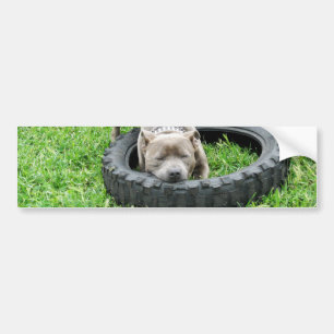 Staffordshire Bull Terrier, One Chomp, Bumper Sticker