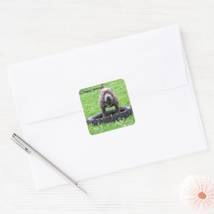 Staffordshire Bull Terrier Playtime, Square Sticker