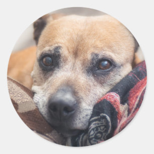 Staffordshire bull terrier portrait classic round sticker