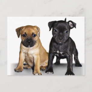 Staffordshire bull terrier puppies postcard