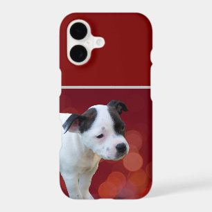 Staffordshire Bull Terrier Puppy,