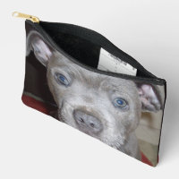 Staffordshire Bull Terrier Puppy Face,