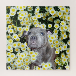 Staffordshire Bull Terrier Puppy In The Daisies, Jigsaw Puzzle