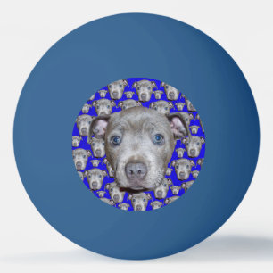 Staffordshire Bull Terrier Puppy, Ping Pong Ball
