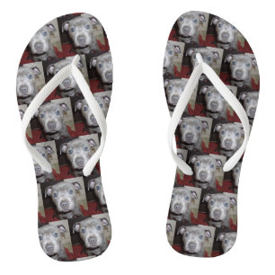 Staffordshire Bull Terrier Puppy, Thongs