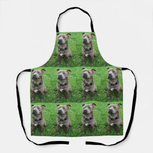 Staffordshire Bull Terrier Sitting At Attention, Apron