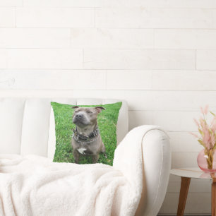 Staffordshire Bull Terrier Sitting At Attention, Cushion