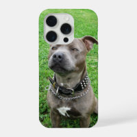 Staffordshire Bull Terrier Sitting At Attention,