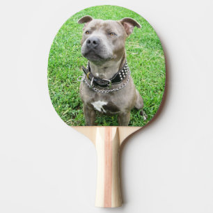 Staffordshire Bull Terrier Sitting, Ping Pong Paddle