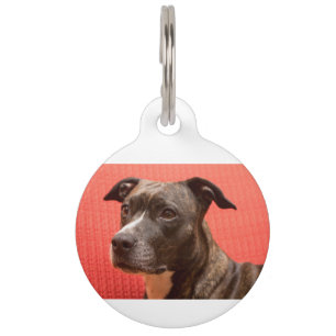 staffy 3 pet tag