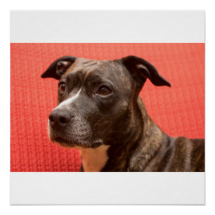 staffy 3 poster
