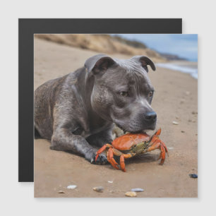 Staffy Is Friends With A Beach Crab,
