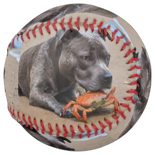 Staffy Is Friends With A Beach Crab, Softball