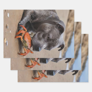 Staffy Is Friends With A Beach Crab, Wrapping Paper Sheet