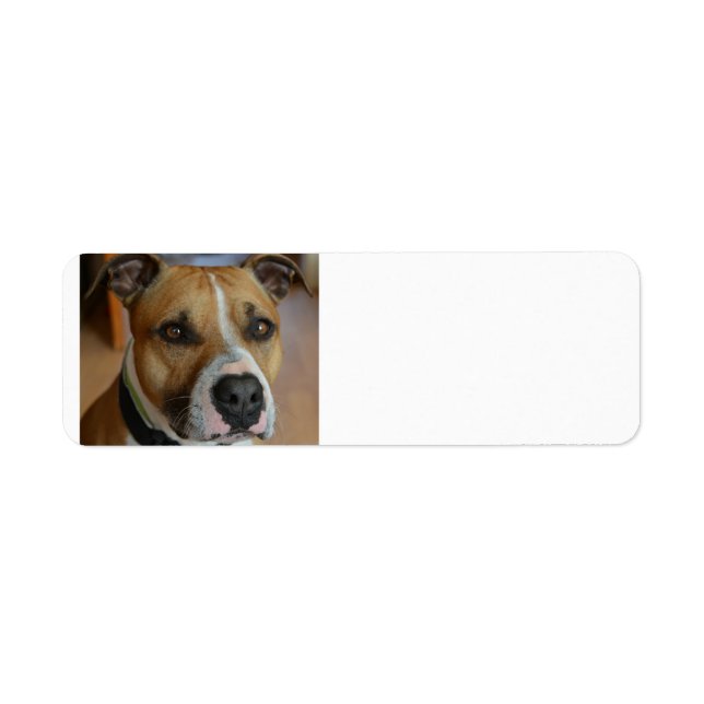staffy.png return address label (Front)