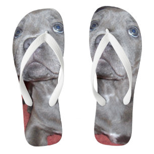 Staffy Puppy Sooky Eyes, Thongs